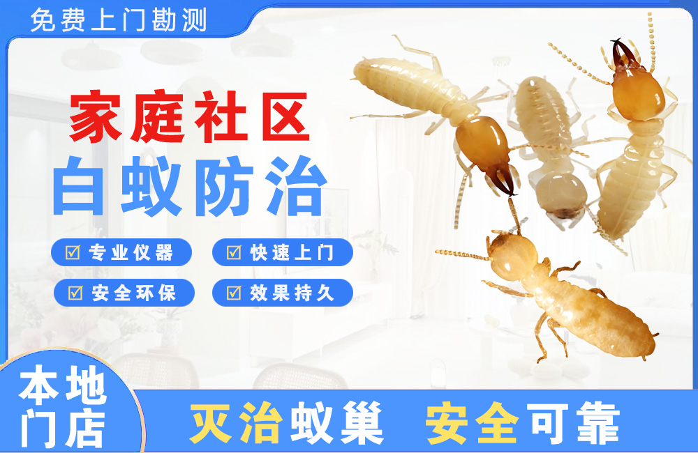 都江堰家庭社区白蚁防治