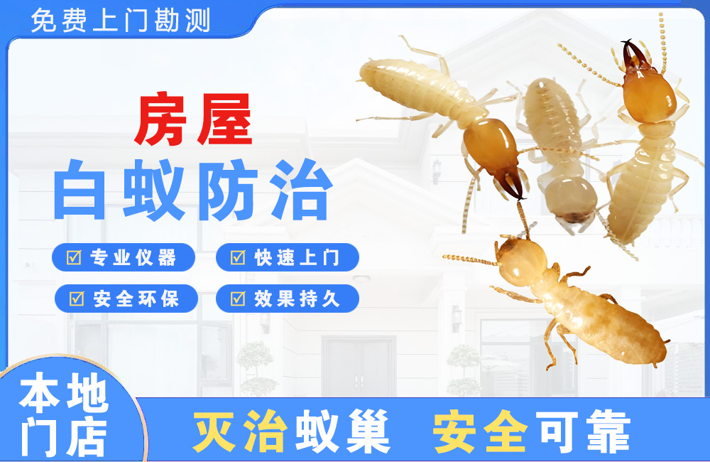 都江堰房屋白蚁防治
